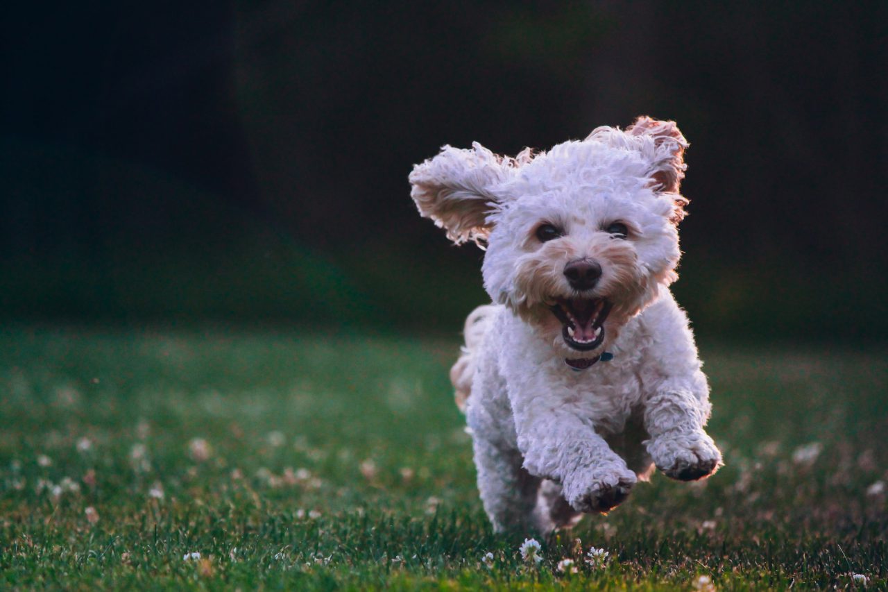 Happy dog runs through grass