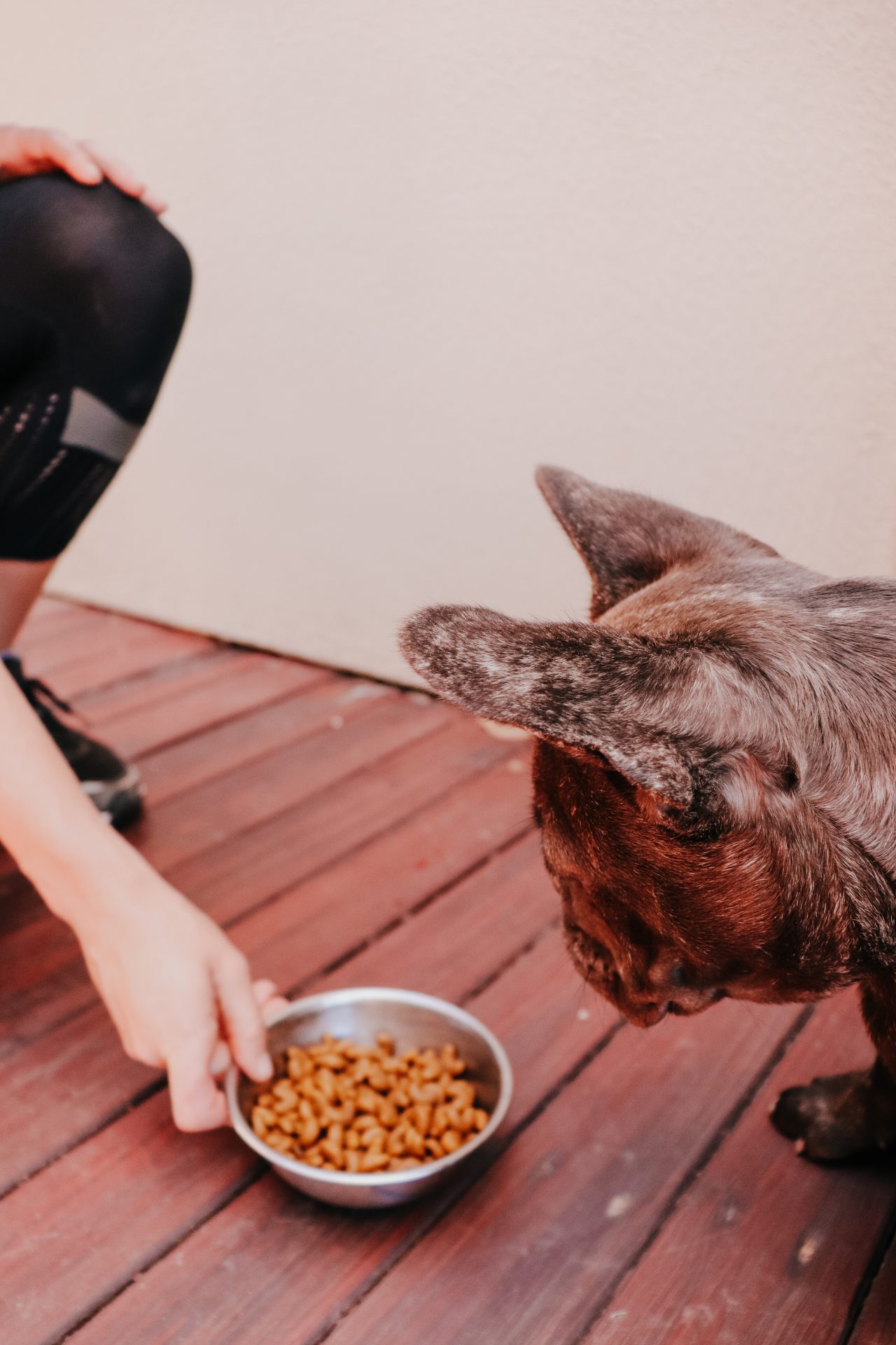 Dog being fed a bowl of kibble