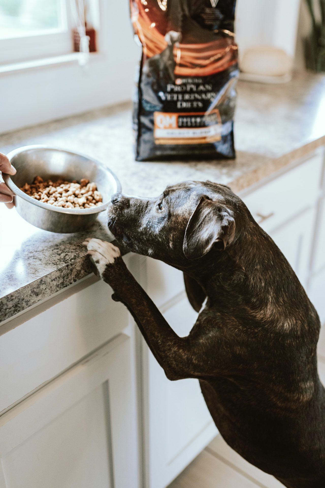 Dog with paws up on kitchen counter excited about food