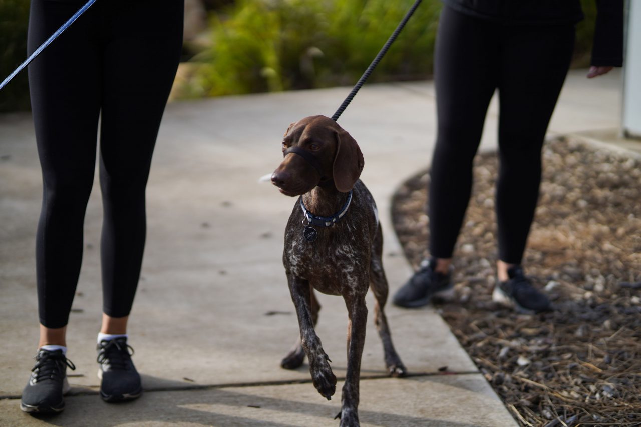 how can i exercise my dog without walking