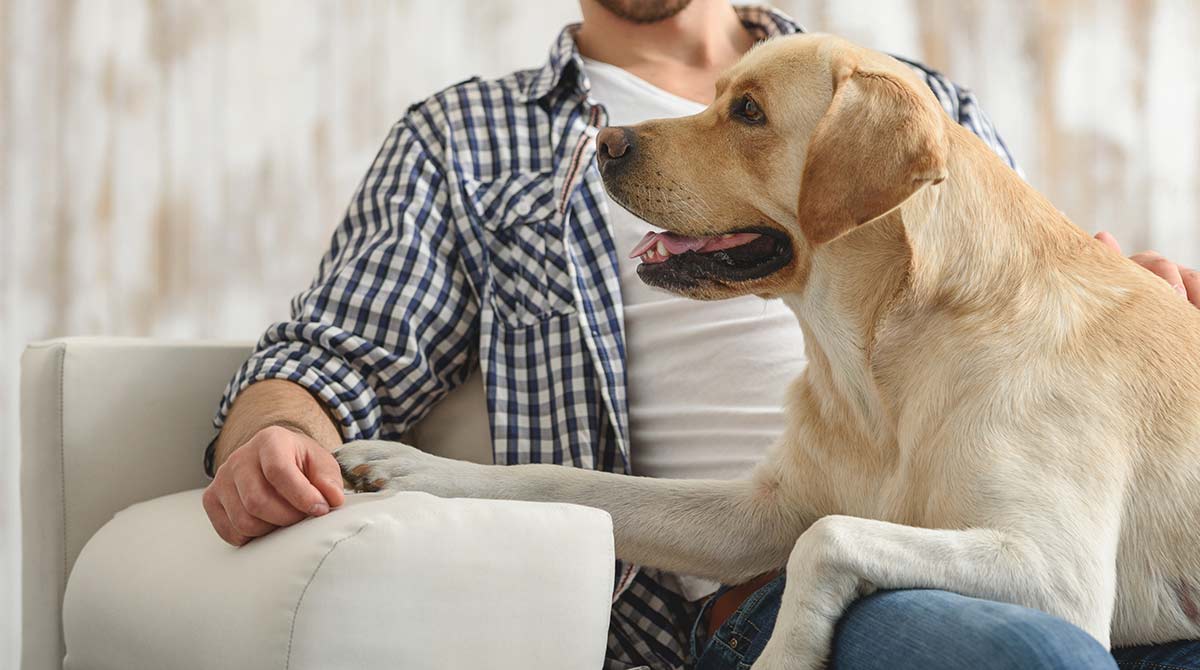 Dog laying on lounge with owner