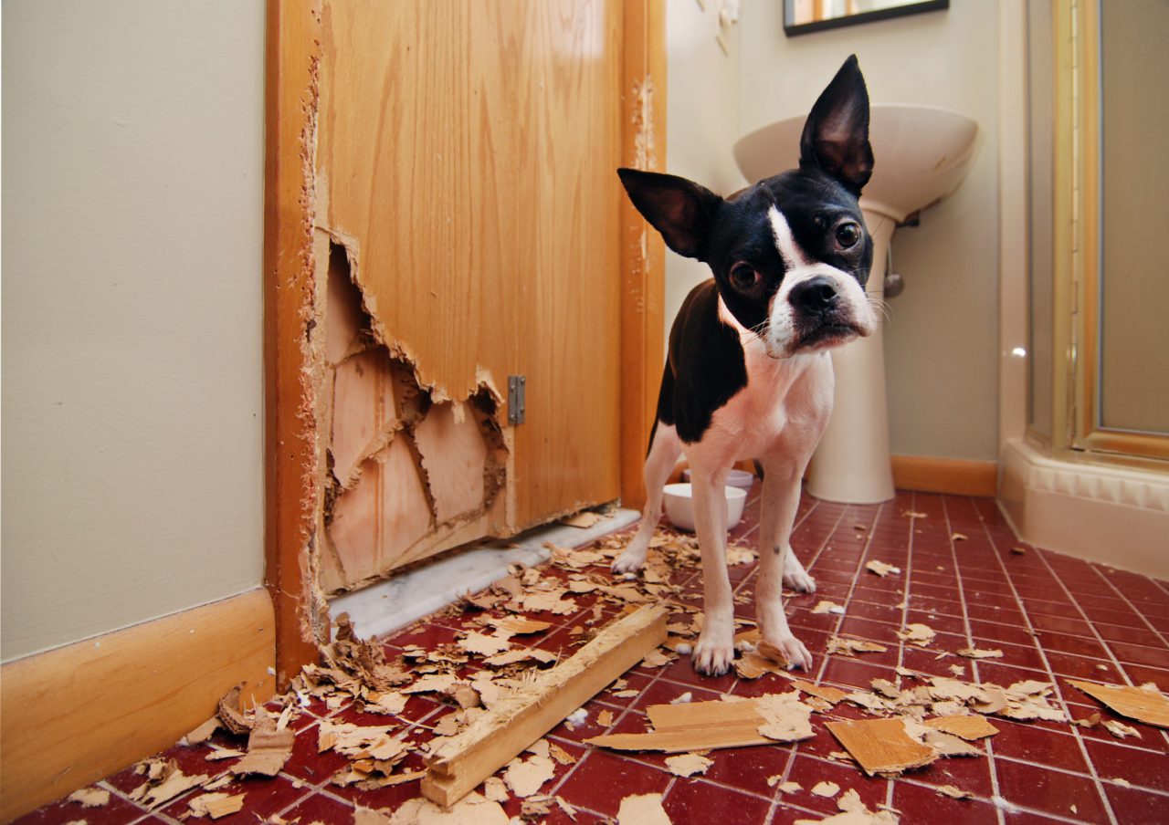 An anxious dog has chewed up a door