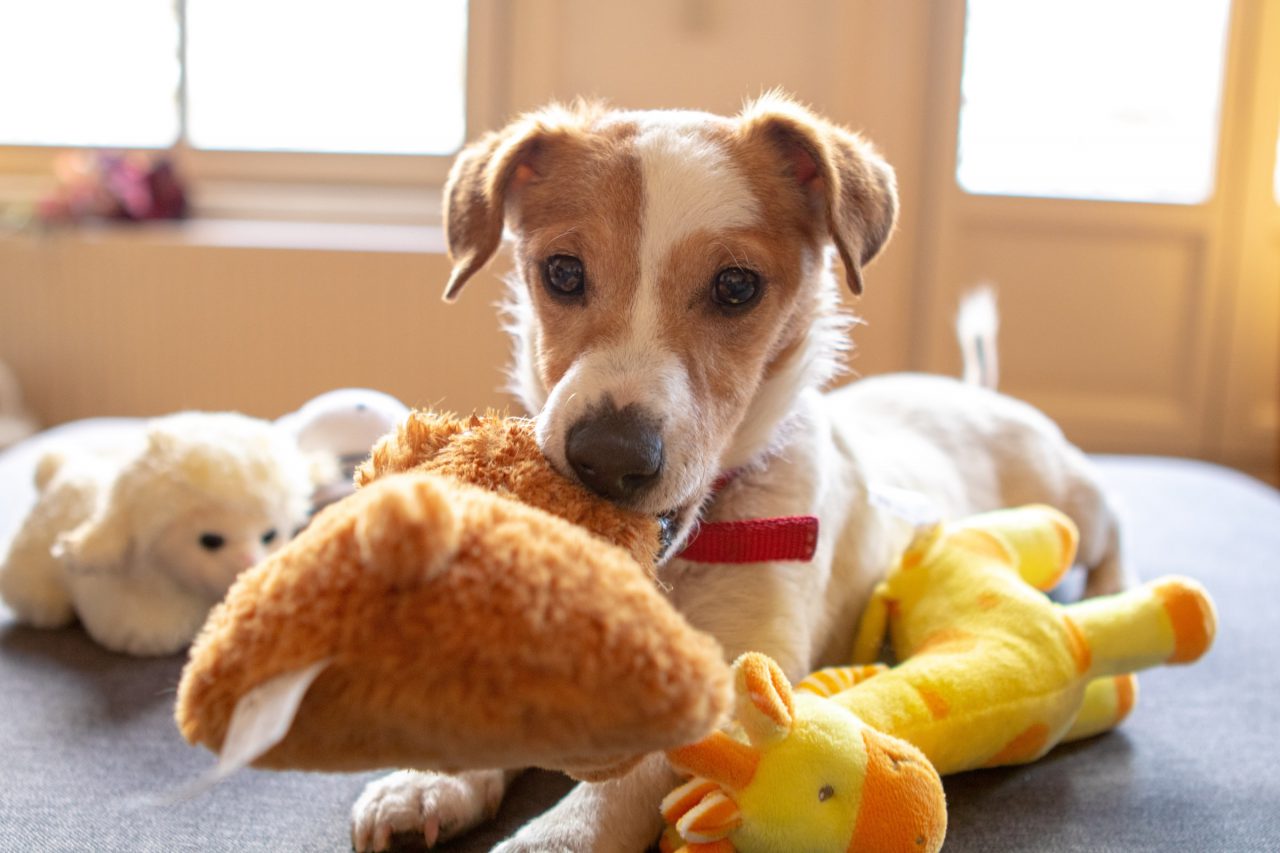 Dog playing with soft toys