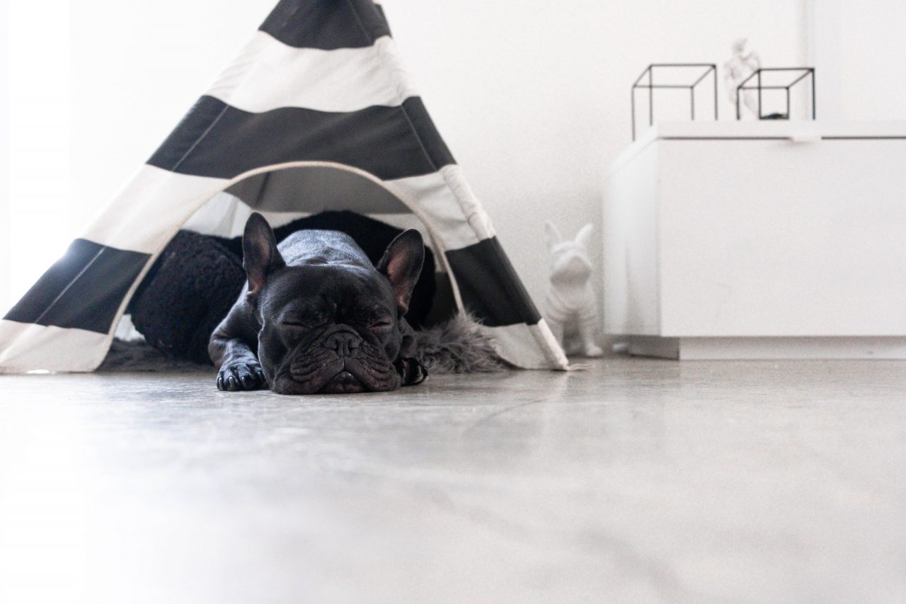 French Bulldog sleeps in teepee