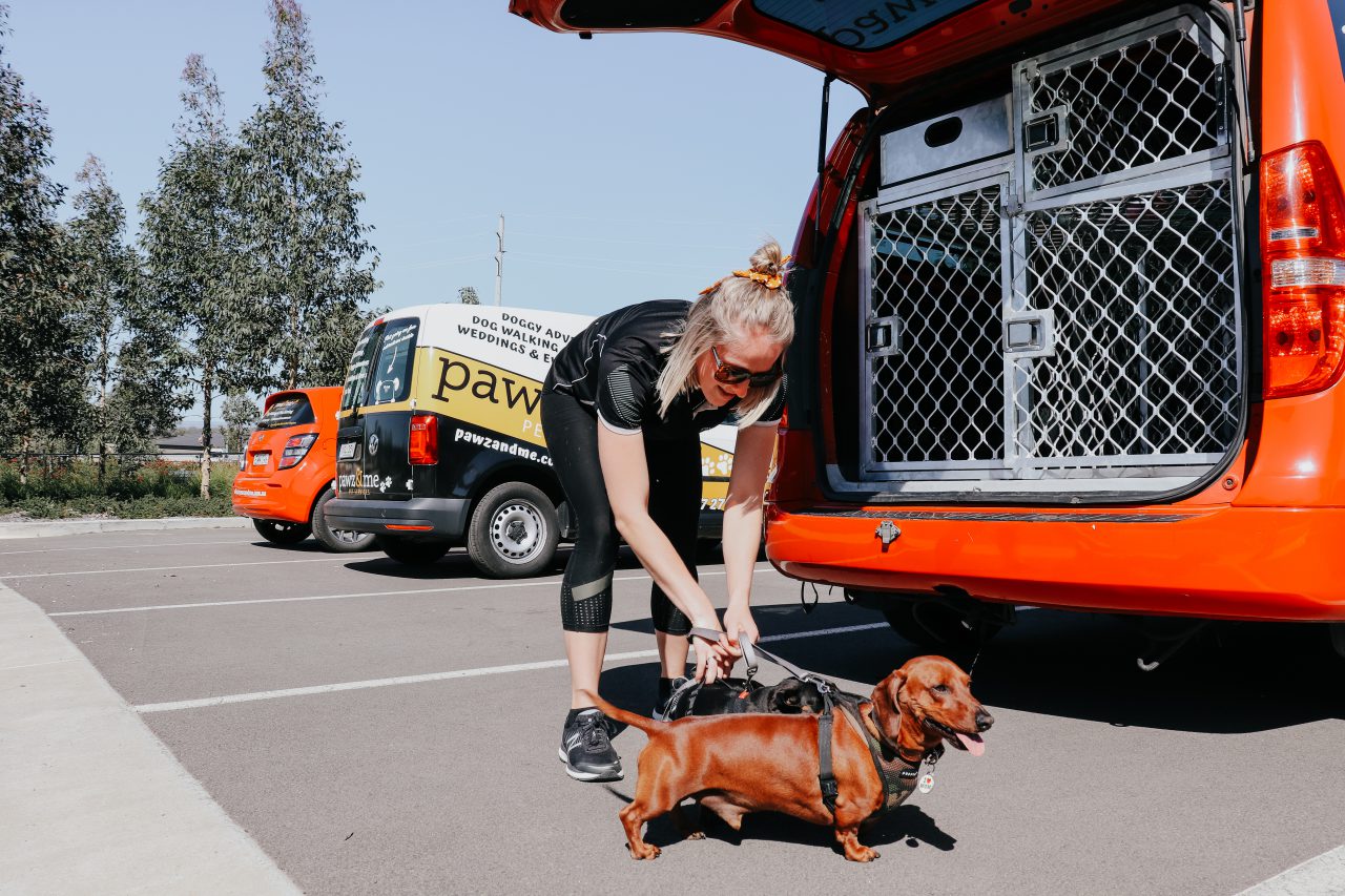 Two Dachshunds go for a walk