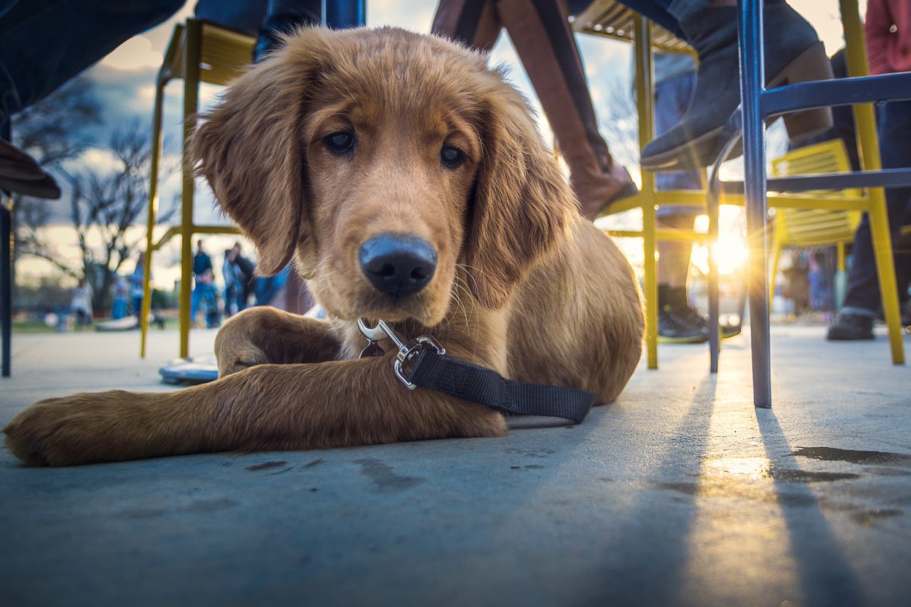 Dog sits on ground at cafe