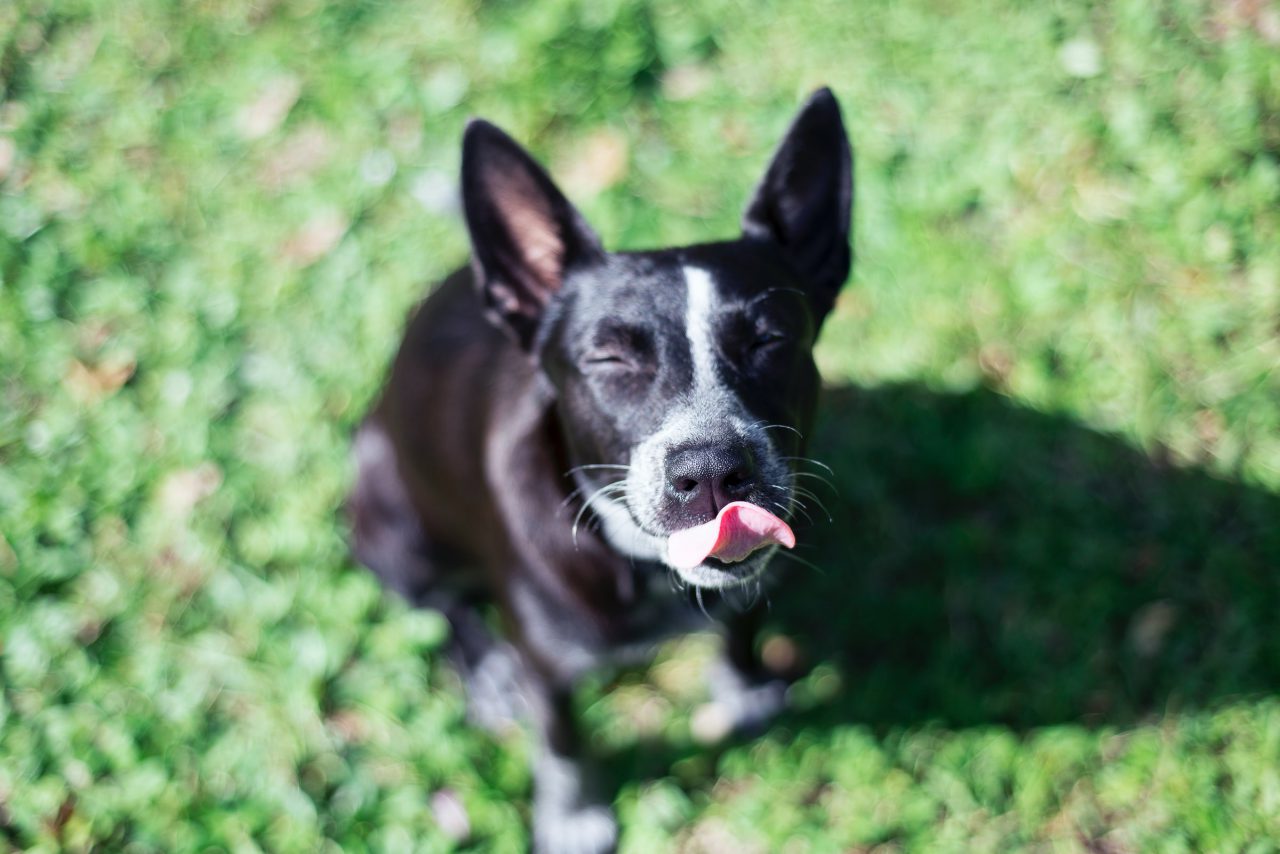 Cattle Dog with tongue out