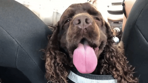 Dog Happy with Tongue Out