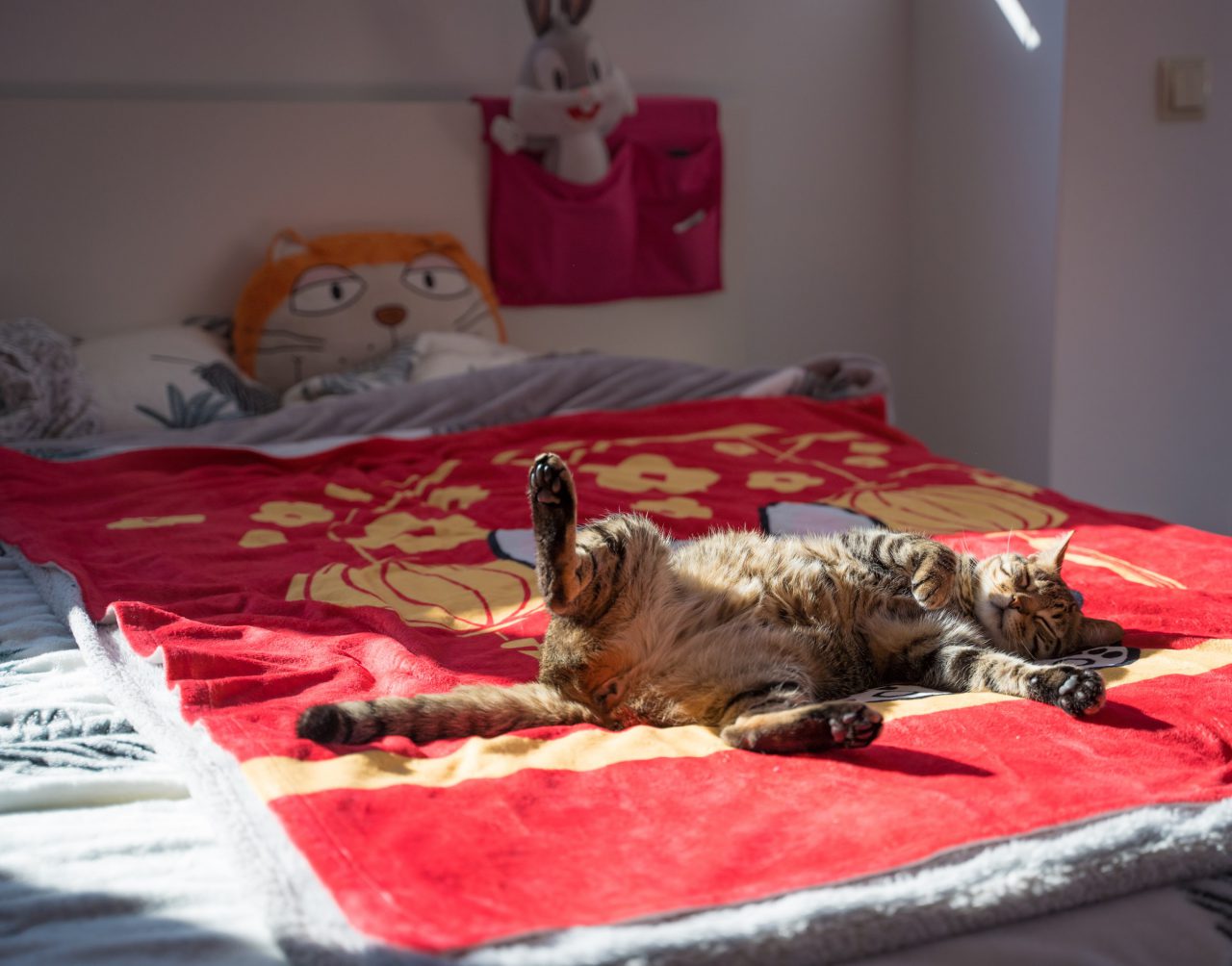 Cat sleeps on bed in sun