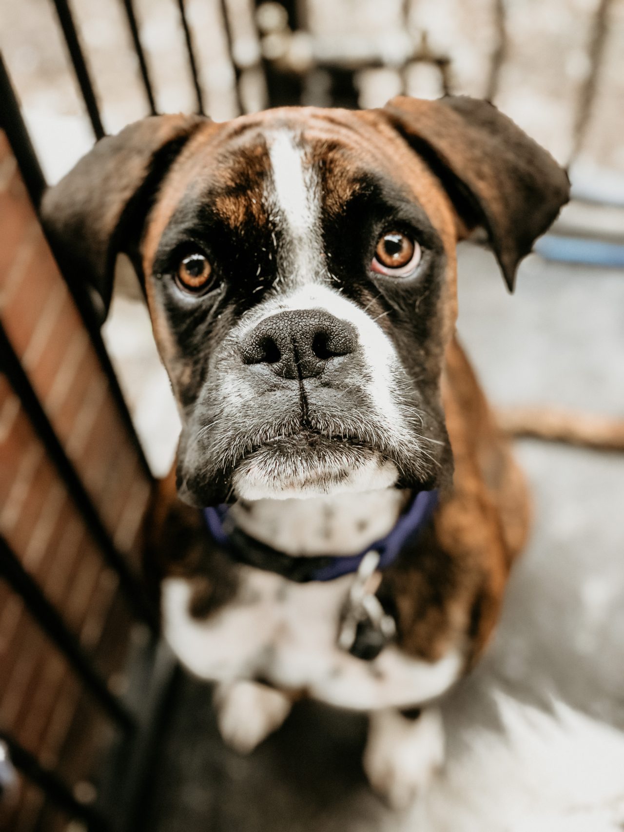 https://www.pawzandme.com.au/wp-content/uploads/2020/11/Buzz-the-Boxer-1280x1707.jpg