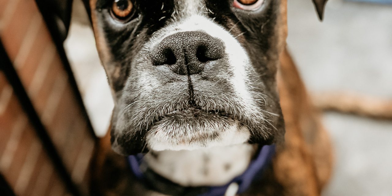 https://www.pawzandme.com.au/wp-content/uploads/2020/11/Buzz-the-Boxer-1280x640.jpg