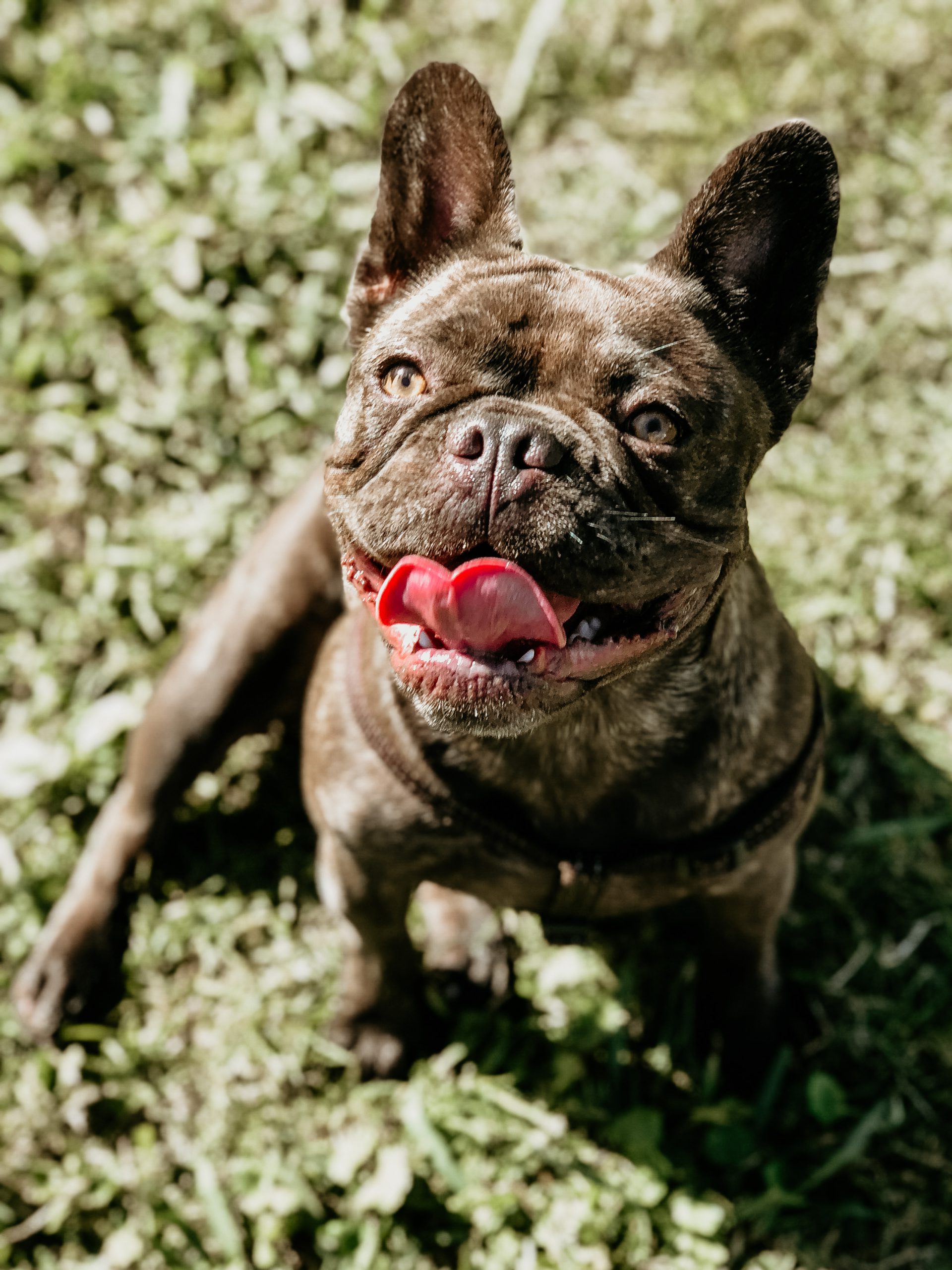 Are Dog's Tongues Cleaner Than People's? Pawz & Me