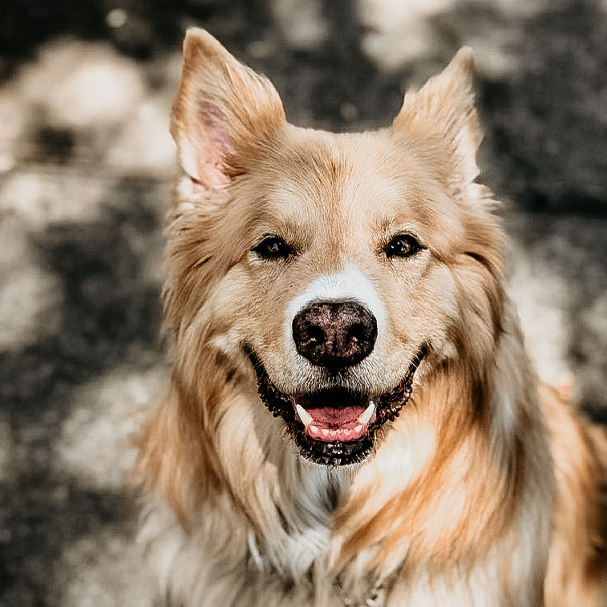 bordercollie