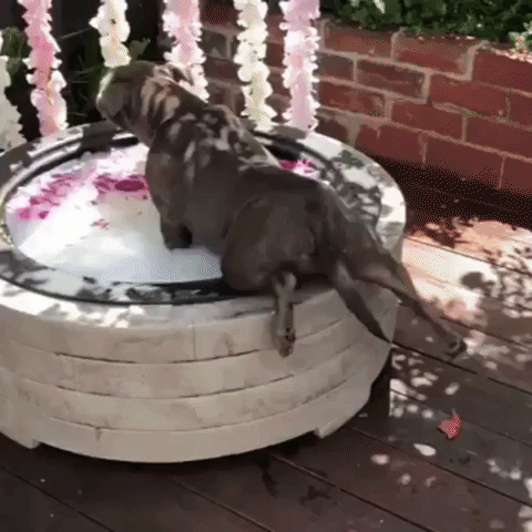An English Staffordshire Terrier takes a luxurious bath