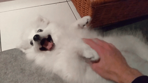 Dog Receives Tummy Rubs from Human