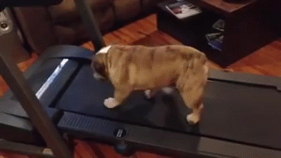 An English Bulldog walks on a treadmill