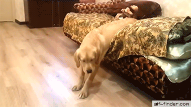 A Labrador falls off a lounge while sleeping