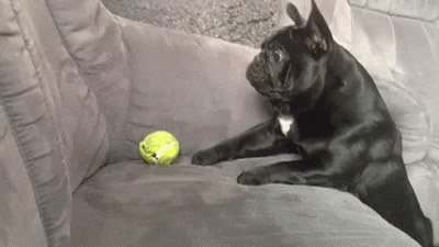 A French Bulldog reaches for a ball just out of reach