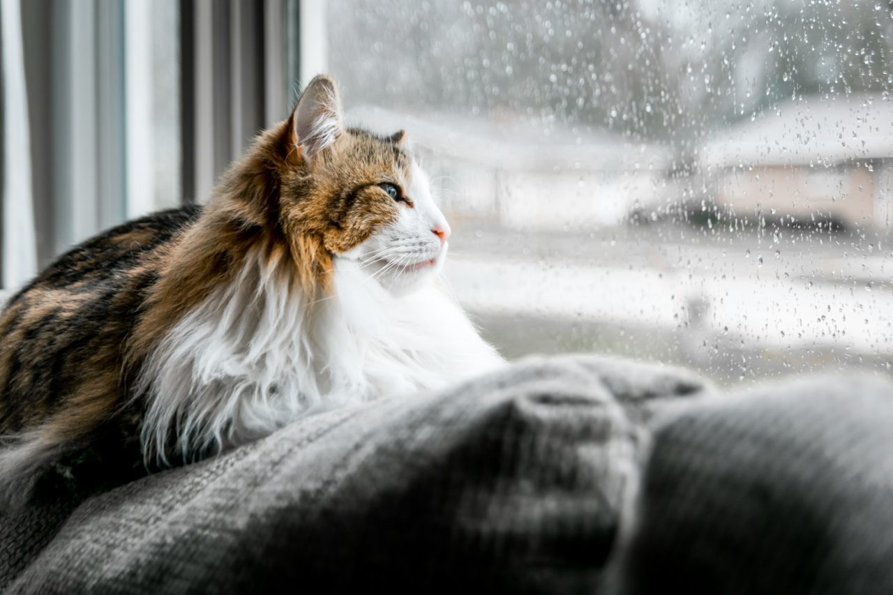 Cat sits on pillow looking out window