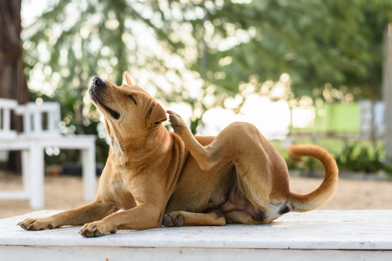 Dog itches itself with its back leg