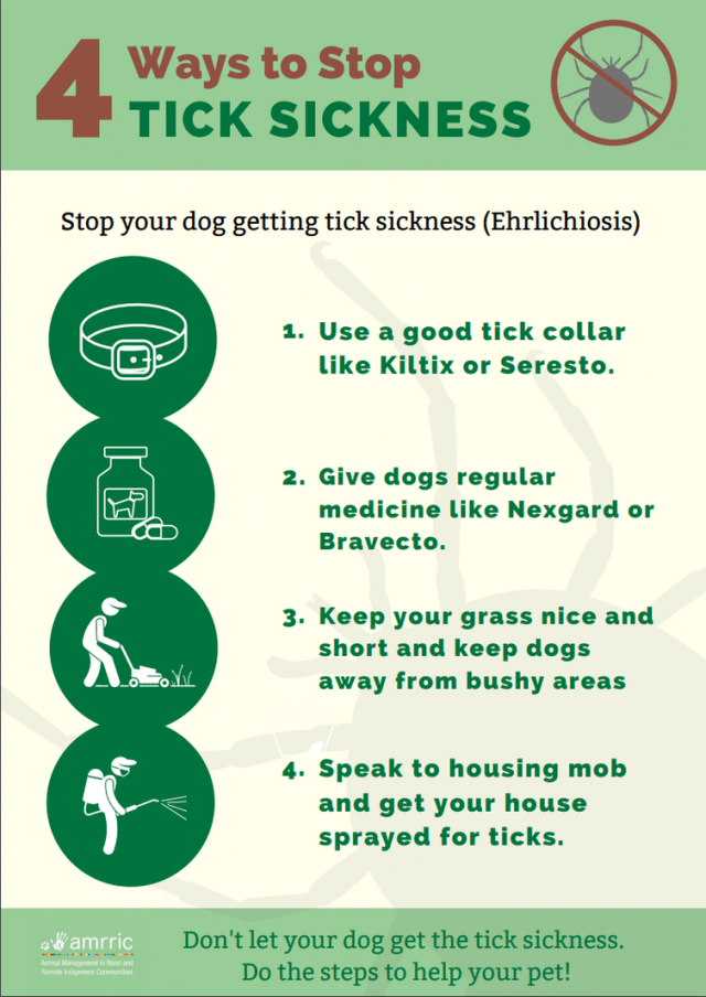 Canine Ehrlichiosis A deadly new canine disease Pawz & Me