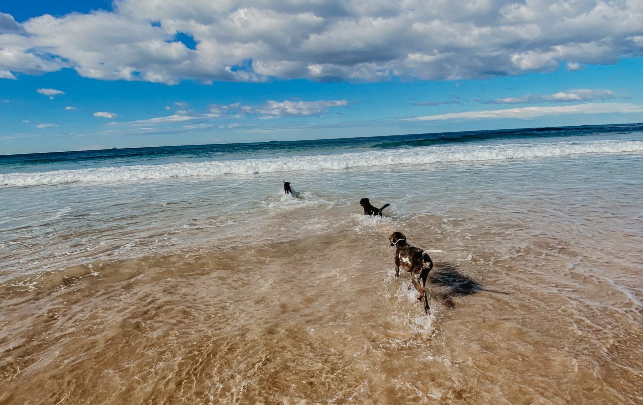 Pawz And Me Beach Adventures