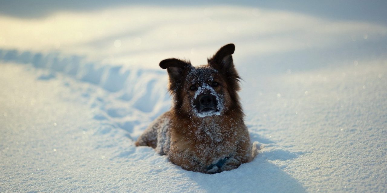 https://www.pawzandme.com.au/wp-content/uploads/2021/04/Best-Tips-To-Keep-Dog-Warm-in-Winter-e1533012799173-1280x640.jpg