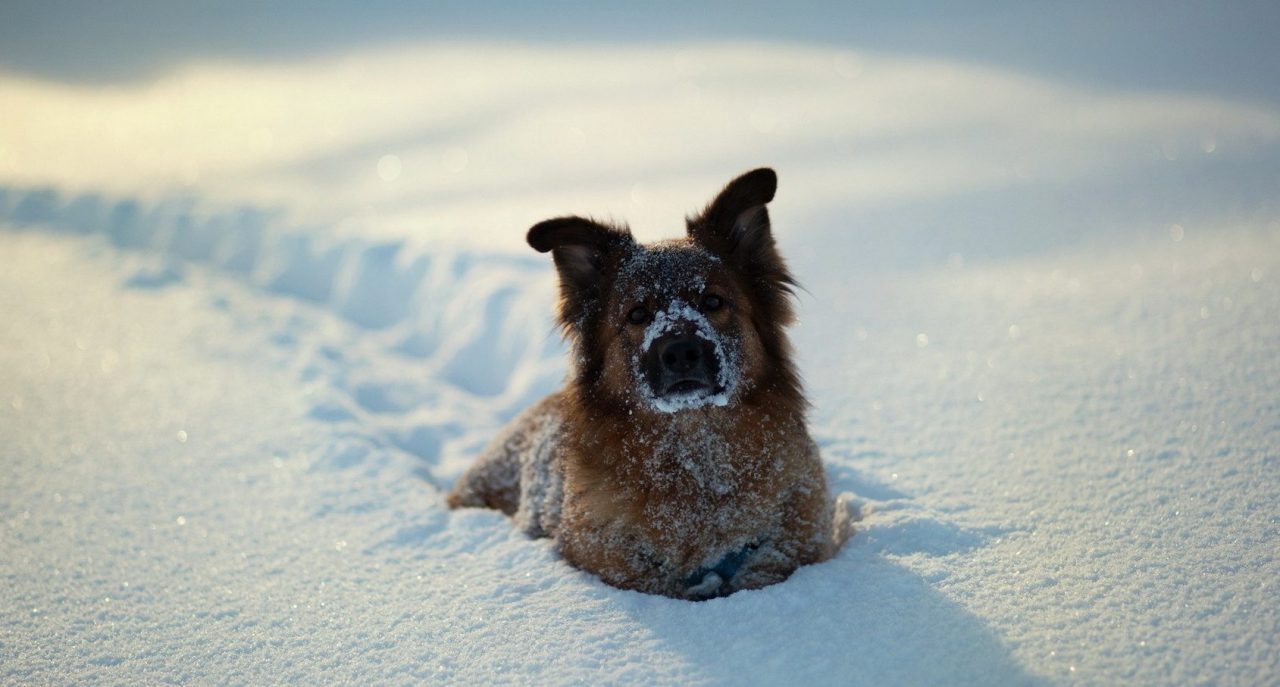 https://www.pawzandme.com.au/wp-content/uploads/2021/04/Best-Tips-To-Keep-Dog-Warm-in-Winter-e1533012799173-1280x687.jpg
