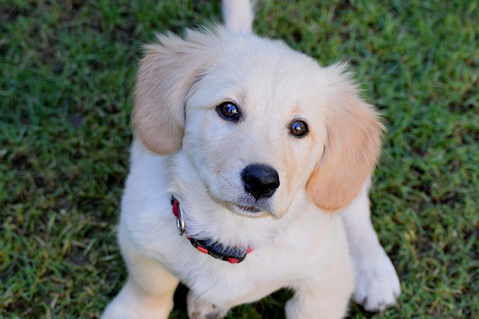 https://www.pawzandme.com.au/wp-content/uploads/2021/04/Puppy-960x640.jpg