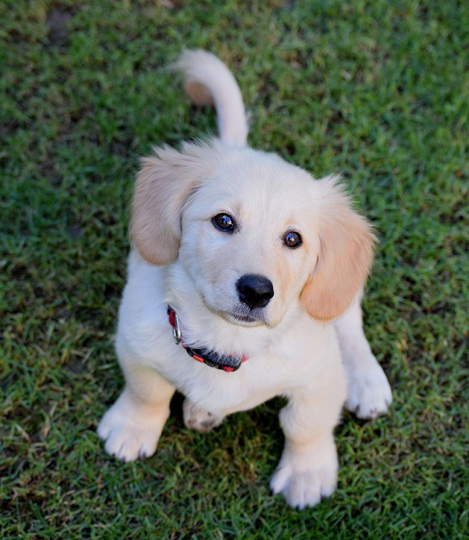 https://www.pawzandme.com.au/wp-content/uploads/2021/04/Puppy.jpg