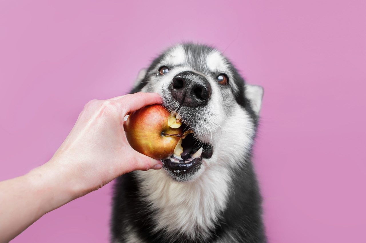 Dog eating apple as a healthy snack