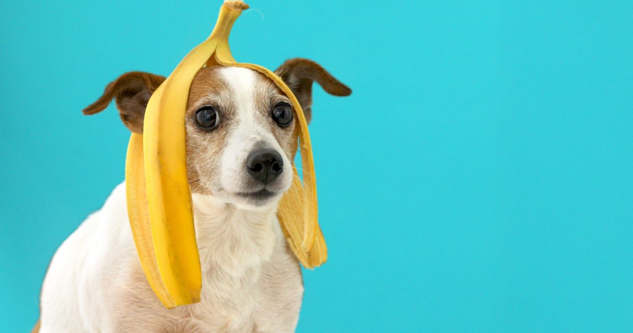 Funny Jack Russell Terrier dog with banana peel on its head looking at camera on a blue background