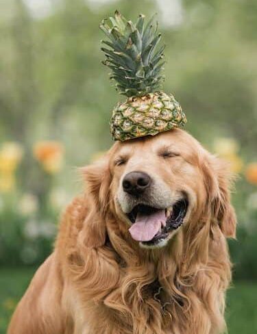 Healthy snacks for dogs hotsell