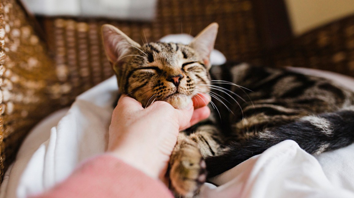 Owner Petting a cat asking how do I know if my cat loves me