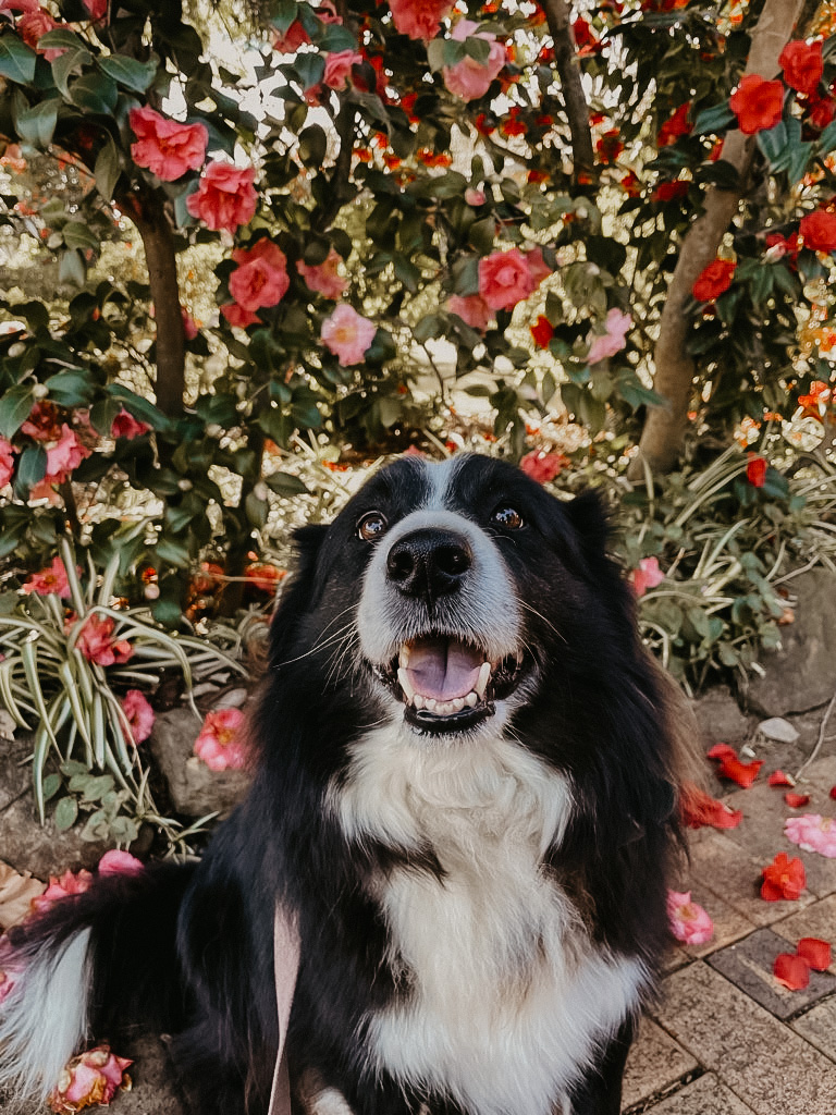 https://www.pawzandme.com.au/wp-content/uploads/2021/07/20210616_022148000_iOS.jpg