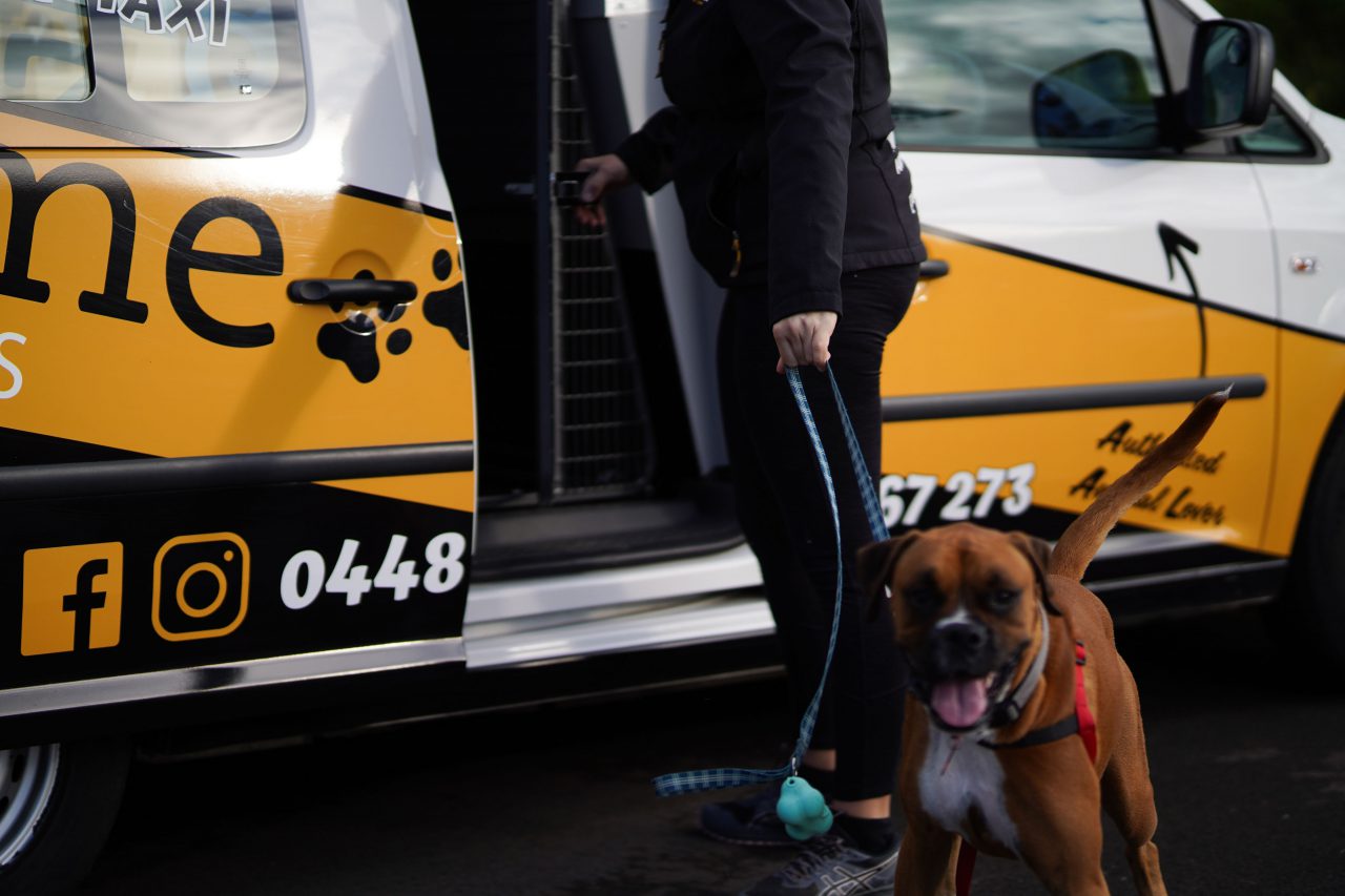 Pawz & Me Pet Taxi Service
