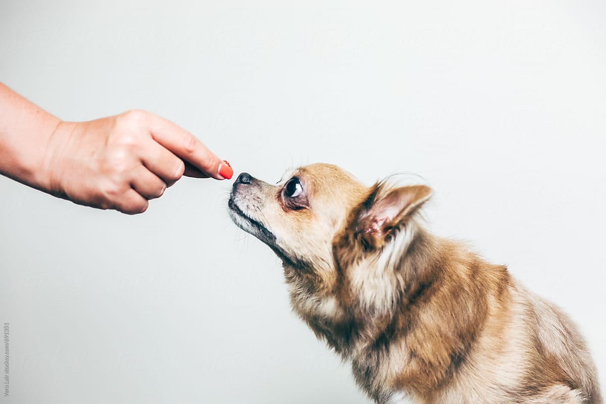 If you’re looking for a simple way to teach your dog good manners, boost their confidence, and strengthen your bond, try feeding them by hand.