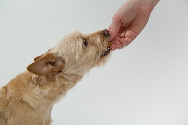 https://www.pawzandme.com.au/wp-content/uploads/2021/11/dog-wants-to-be-hand-fed.jpg