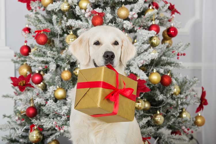 https://www.pawzandme.com.au/wp-content/uploads/2021/12/2017-christmas-gifts-for-dogs.jpg