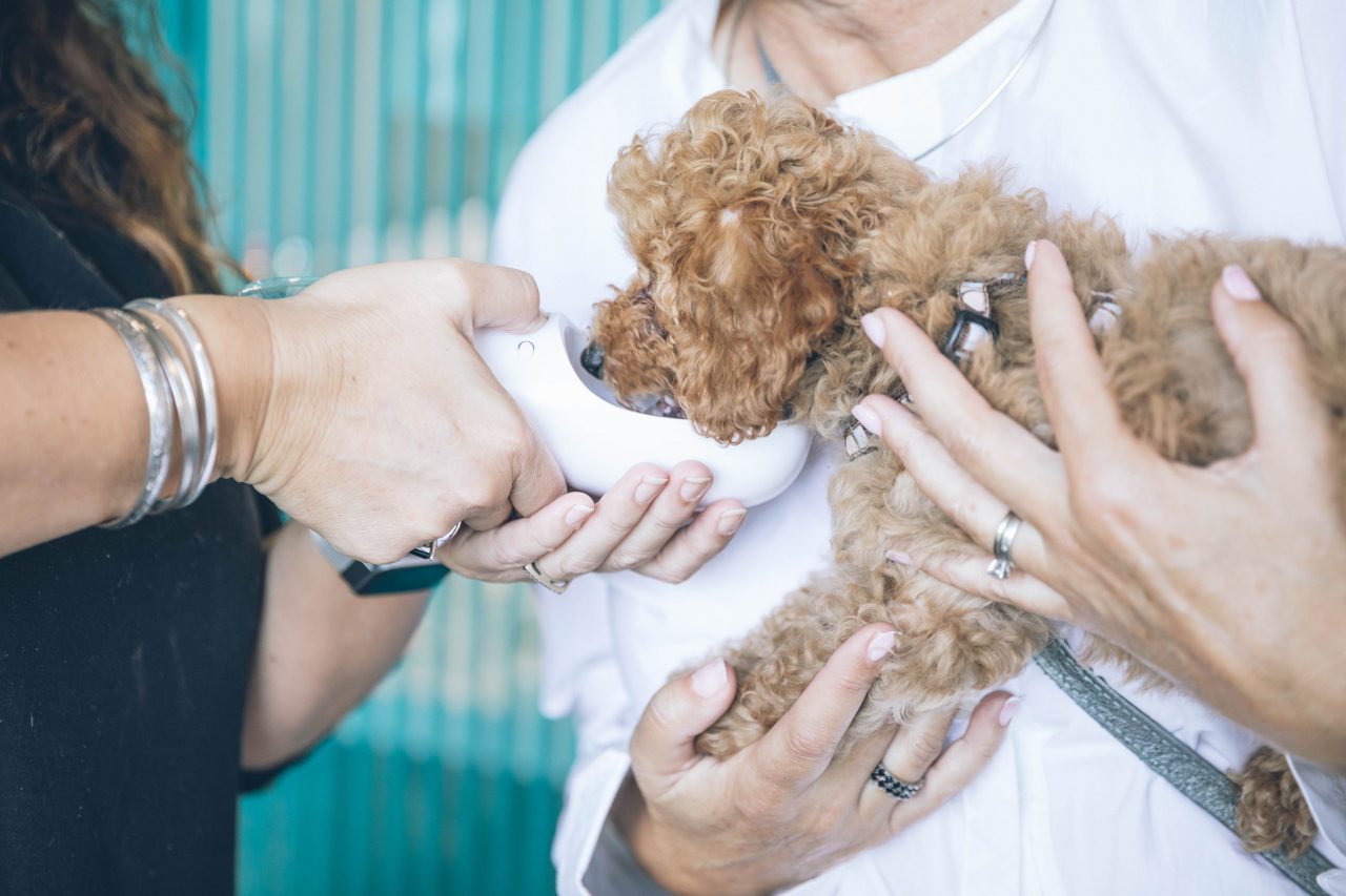 Poodle at Vet