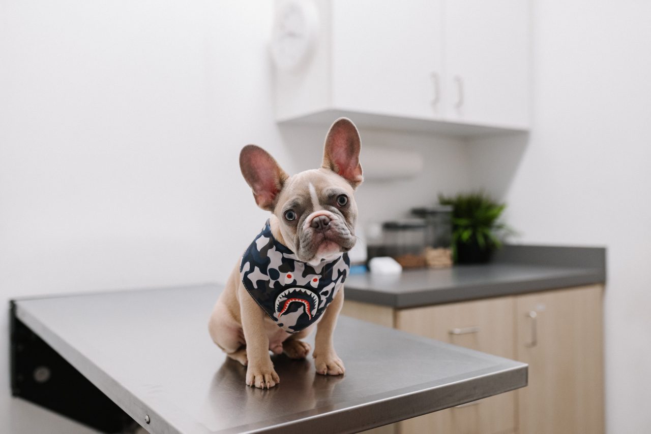 French Bulldog on Vet Table