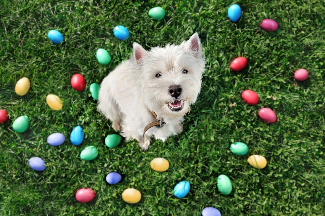 Easter Safety Tips for Pets Pawz & Me