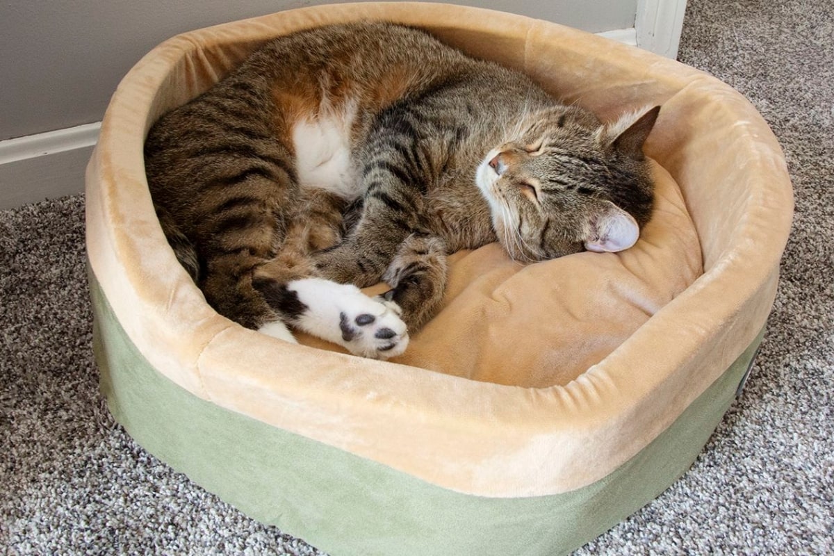 Cat sleeping inside in cat bed