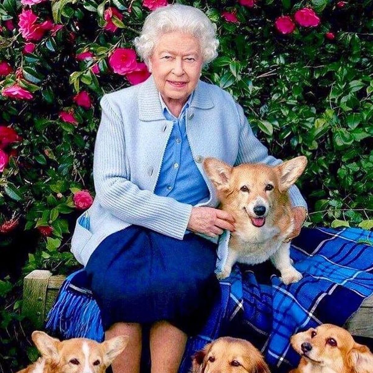 do the queens corgis have tails