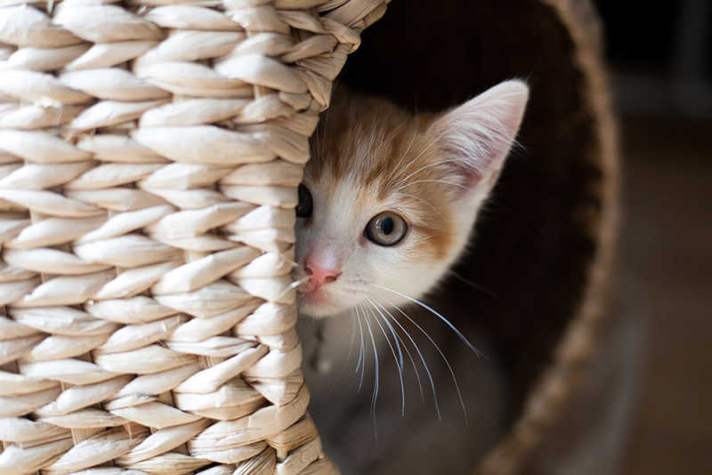 https://www.pawzandme.com.au/wp-content/uploads/2022/06/Anxious-cat-hiding-in-wicker-basket_resized.jpg
