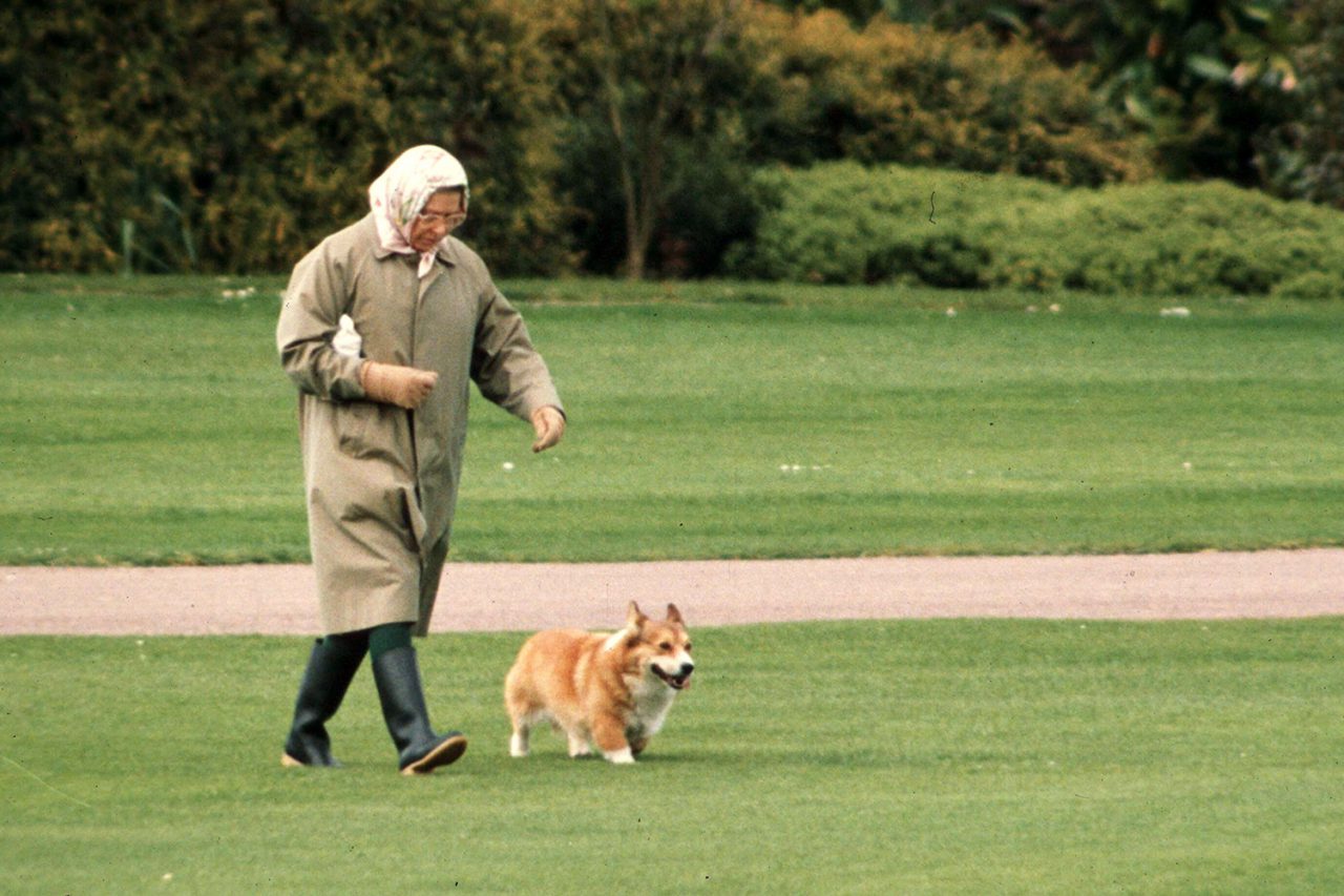 The Queen & Her Corgis