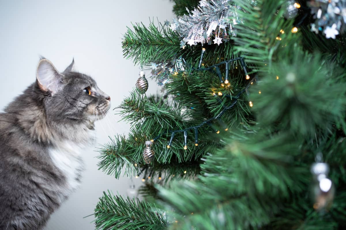 Cat next to Christmas tree