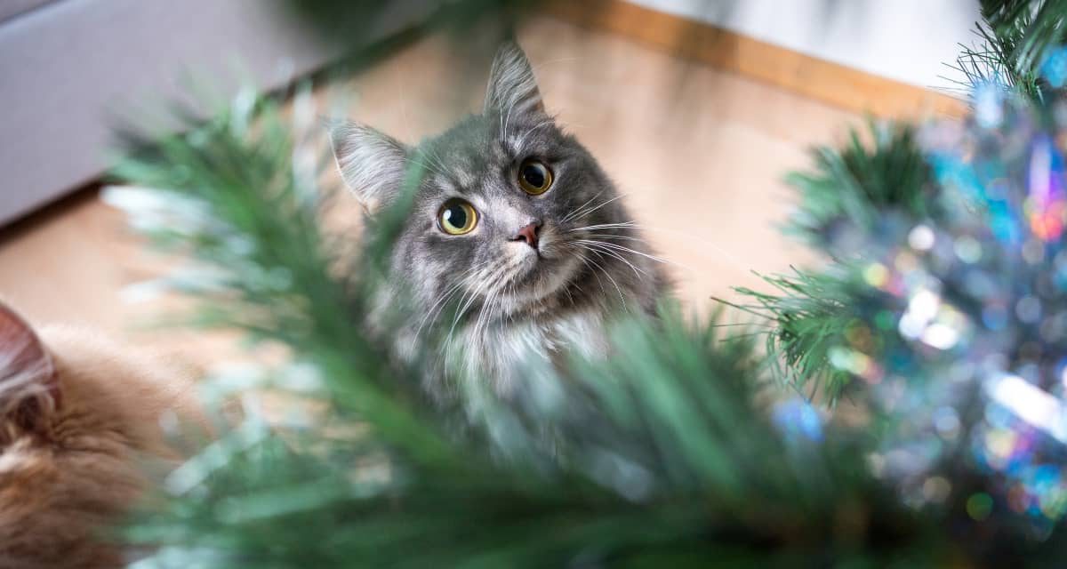 https://www.pawzandme.com.au/wp-content/uploads/2022/12/Cat-proof-Christmas-tree-1200x640.jpg