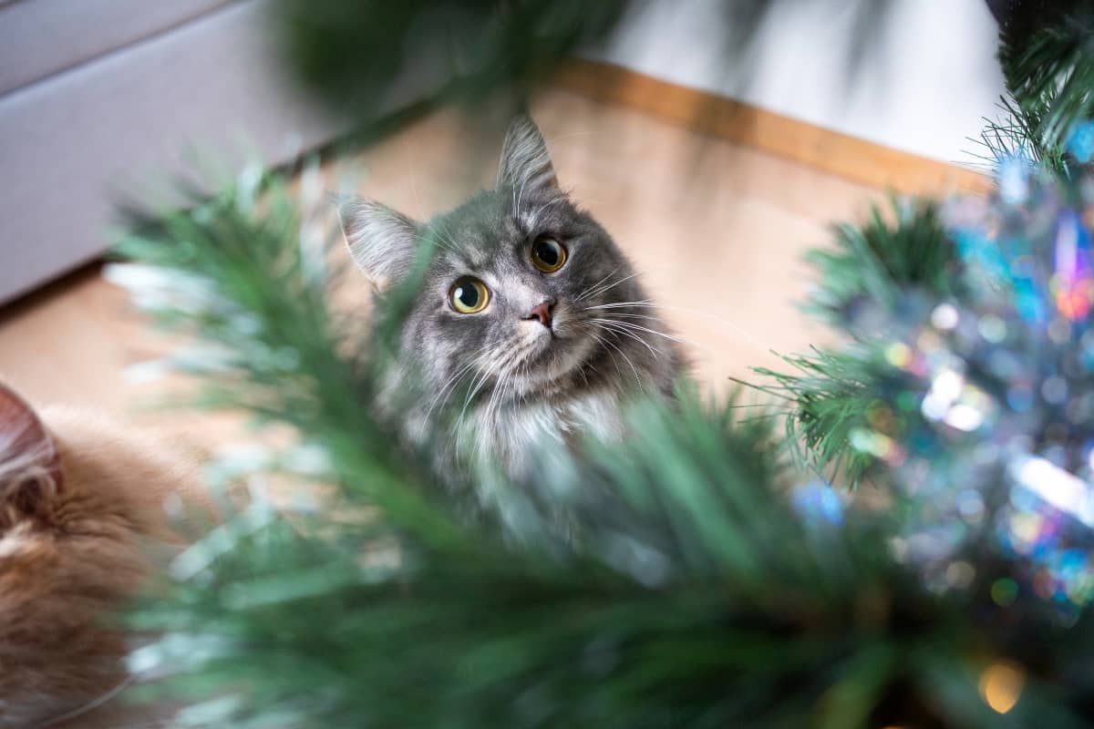 Cat looking at Christmas tree