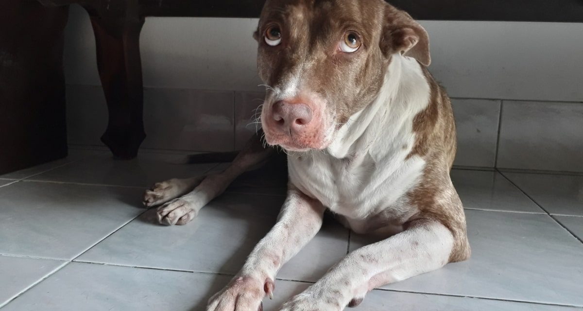 https://www.pawzandme.com.au/wp-content/uploads/2022/12/Dog-afraid-of-fireworks-under-table-1200x640.jpg